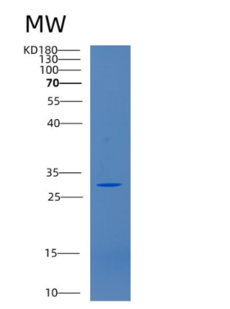 Recombinant Human CD46 Protein