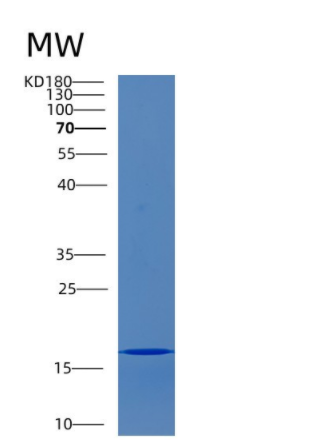Recombinant Mouse CD40 ligand Protein
