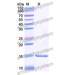 Anti-Human CTNNB1 Nanobody (SAA1197)