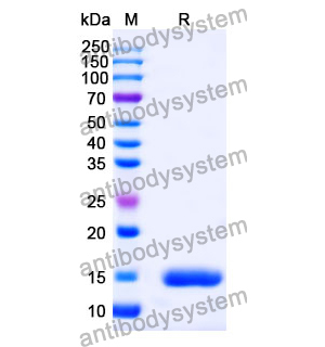 Anti-Human TP53/p53 Nanobody (SAA1165)