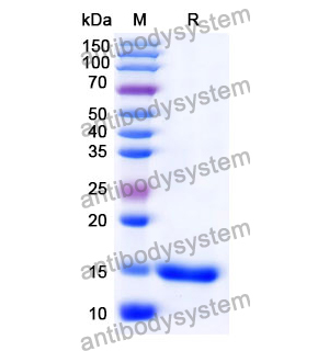 Anti-Human CD152/CTLA4 Nanobody (SAA0918)