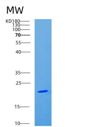 Recombinant Human CDC42 Protein