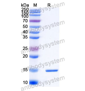 Anti-Human CD366/HAVCR2/TIM-3 Nanobody (SAA1348)