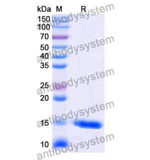 Anti-Human CD38/ADPRC 1 Nanobody (SAA1161)