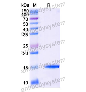 Anti-Human GSN Nanobody (SAA1179)