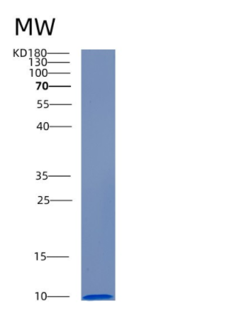 Recombinant Human Cellubrevin Protein