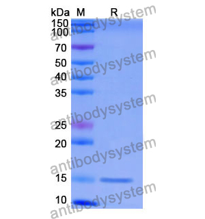 Anti-Human CD137/TNFRSF9/4-1BB Nanobody (SAA1117)