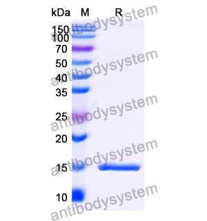 Anti-Human C3 Nanobody (SAA1166)