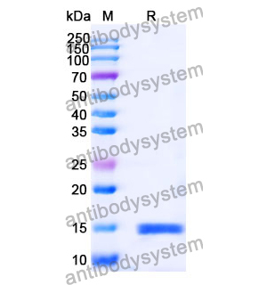 Anti-Human Albumin/HSA Nanobody (SAA0807)