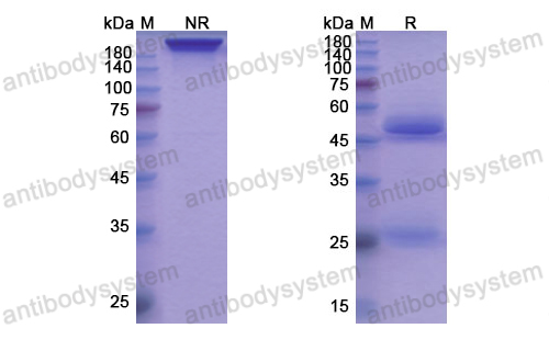 Research Grade Torudokimab  (DHB74003)