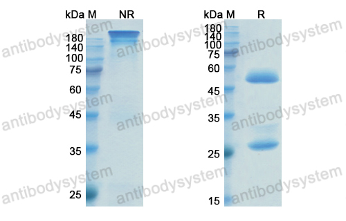 Research Grade Anetumab(DHG52001)