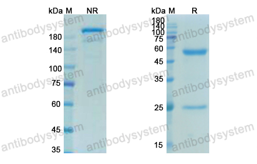 Research Grade Telazorlimab  (DHE43206)