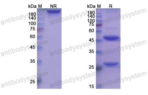 Research Grade Ianalumab  (DHJ42201)