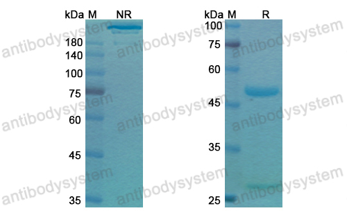 Research Grade Gilvetmab  (DQH02201)