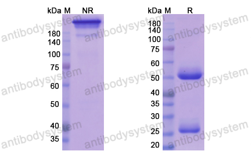 Research Grade Azintuxizumab  (DHJ64002)