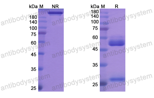 Research Grade Benralizumab(DHF86301)