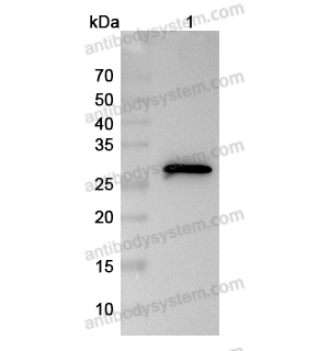 Anti-Myc Tag (EQKLISEEDL) Antibody (9E10#) (RGK08601)