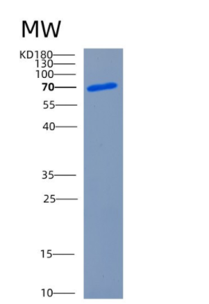 Recombinant Human CHGB Protein