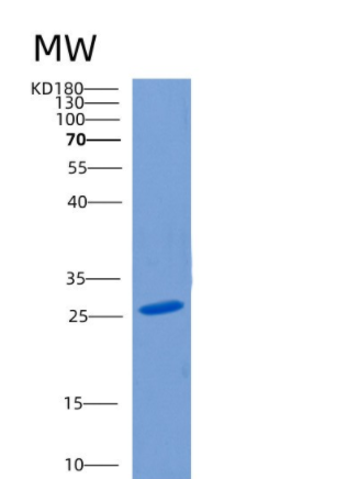 Recombinant Human CLEC10A Protein