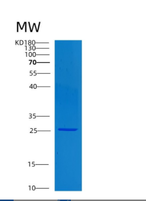 Recombinant Human CLTB Protein