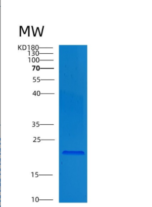 Recombinant Human CNTF Protein