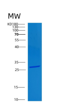 Recombinant Human CLPP Protein