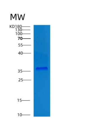 Recombinant Rat Cntfr Protein