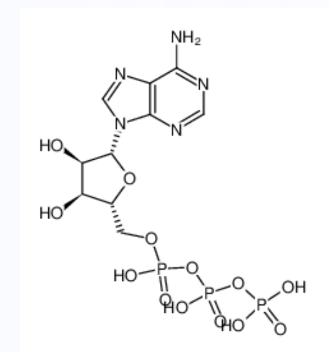 5’-三磷酸腺苷	