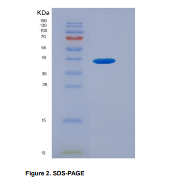 Recombinant Chemokine C-X3-C-Motif Ligand 1 (CX3CL1)