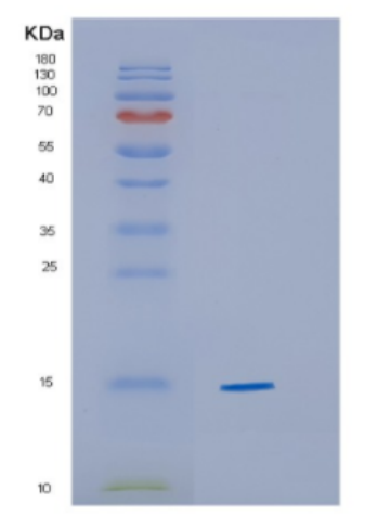 Recombinant Human CYB5A Protein