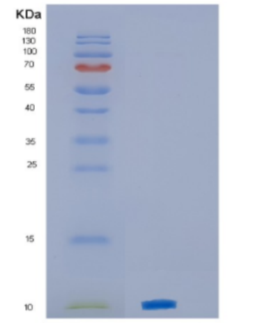 Recombinant Mouse CXCL3 Protein