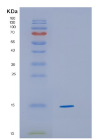 Recombinant Human CYB5A Protein.