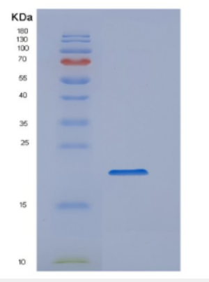 Recombinant Human Cyclophilin A Protein