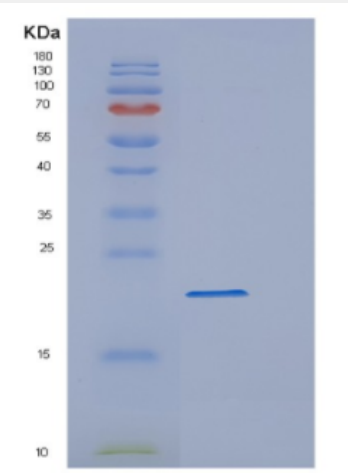 Recombinant Human Cyclophilin F (PPIF) Protein