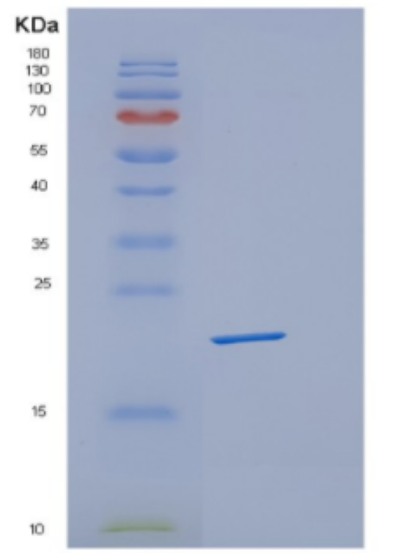 Recombinant Human Cyclophilin G Protein