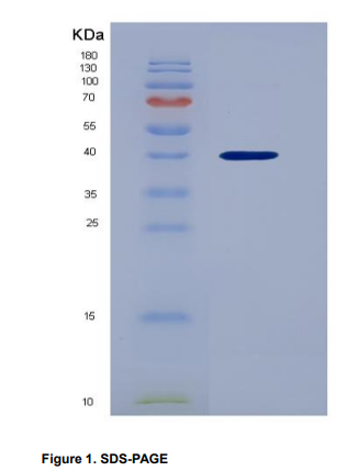 Recombinant Chemokine (C-X-C Motif) Ligand 1 (CXCL1)