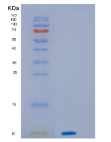 Recombinant Human CXCL4 Protein