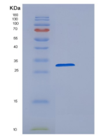 Recombinant E.coli cysH Protein