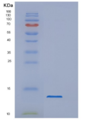 Recombinant Dengue virus 2DENV Protein