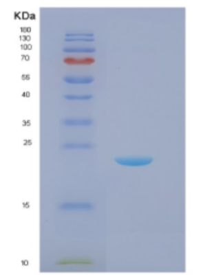 Recombinant E.coli Disulfide-bond isomerase (DsbC) E.coli Protein