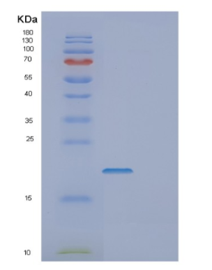 Recombinant Human DPPA3 Protein