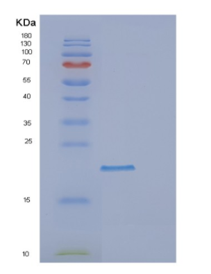 Recombinant Human DR1 Protein