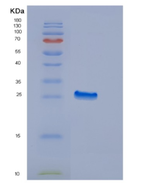 Recombinant Human EDN3 Protein