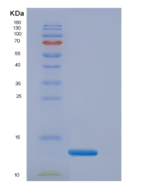 Recombinant Human Elongin B Protein