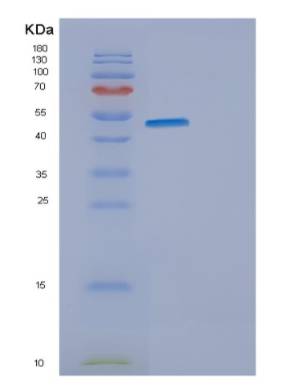 Recombinant Mouse Eno2 Protein