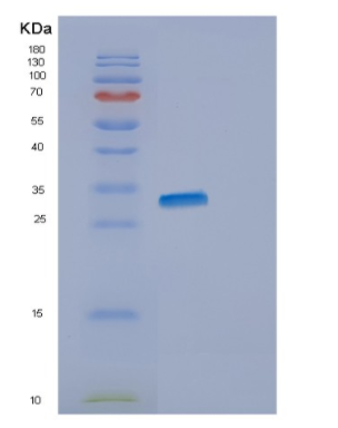 Recombinant Human ENOPH1 Protein