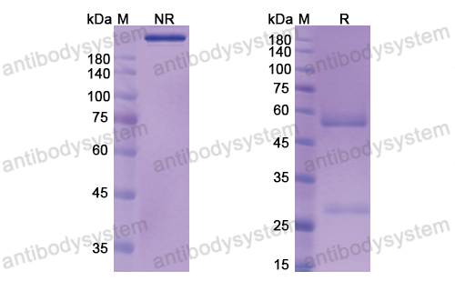 Research Grade Aselizumab  (DHD03301)