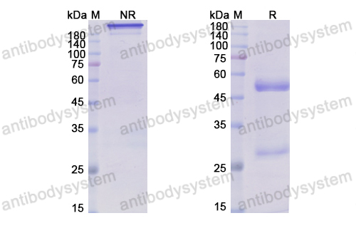 Research Grade Rafivirumab(DVV03902)