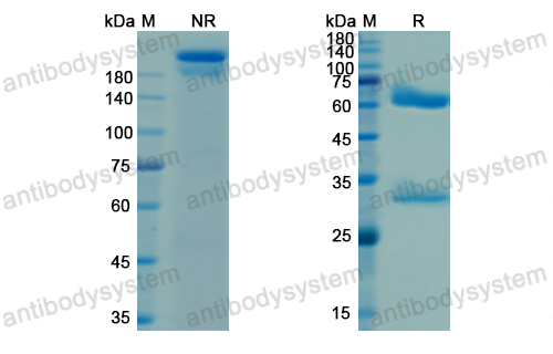 Research Grade Pagibaximab  (DGX03201)