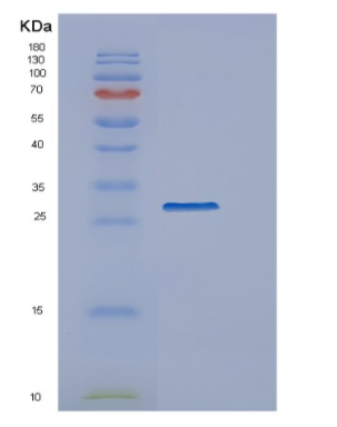 Recombinant Human ERP27 Protein